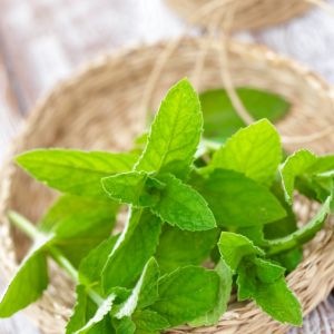 Imagen del producto Menta 2