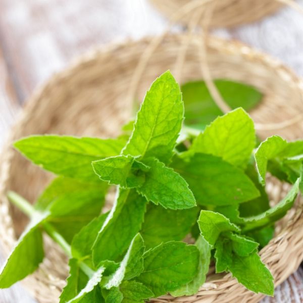 Imagen del producto Menta 2