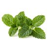 Menta