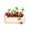 Caja Cerezas 5 kg