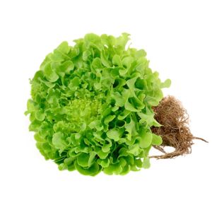 Imagen del producto Lechuga Hidropónica Lollo Bionda. 3