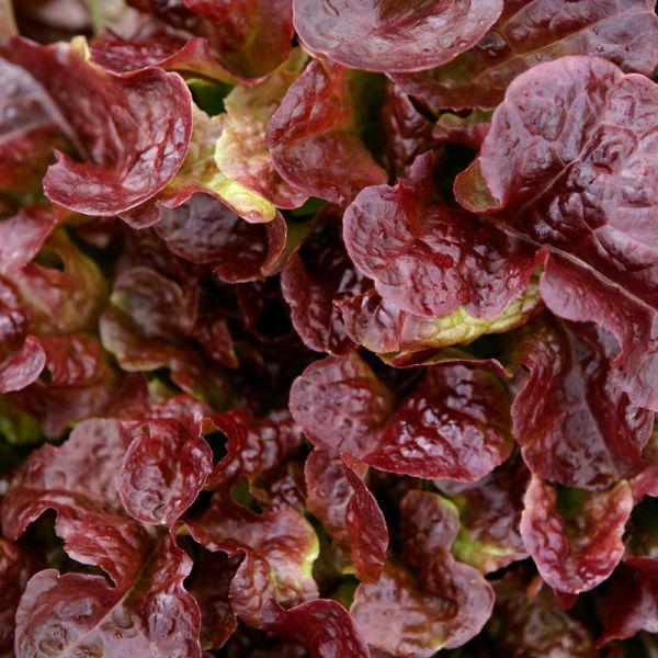 Imagen del producto Lechuga Francesa Pack 2