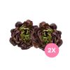 Lechuga Francesa Pack