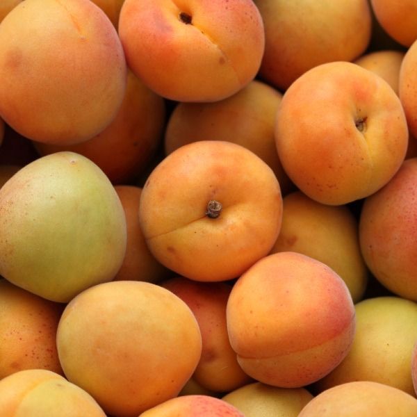 Imagen del producto Damasco 2