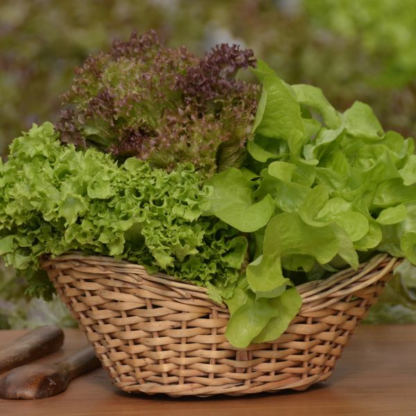 Imagen del producto Mix Lechugas Hidropónicas 2