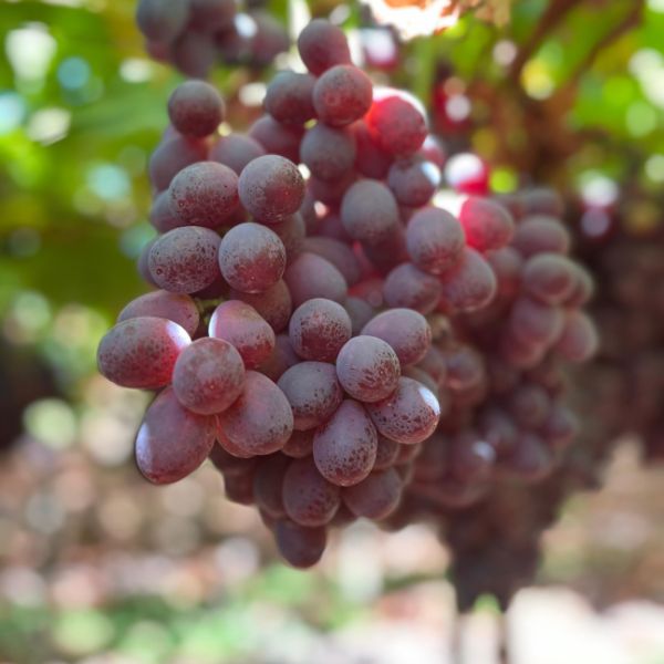 Imagen del producto Uva roja Scarlotta sin pepa 2