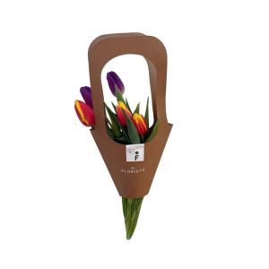 Tulipanes carterita 5 varas