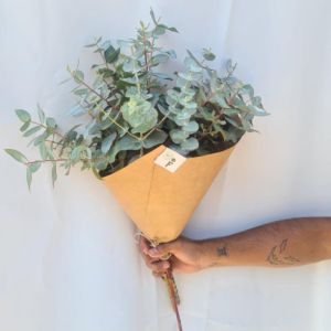 Imagen del producto Eucalipto fresco 2