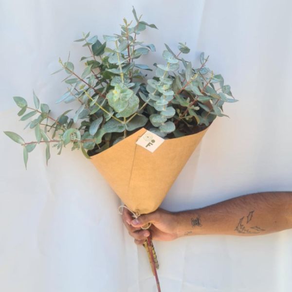 Imagen del producto Eucalipto fresco 2