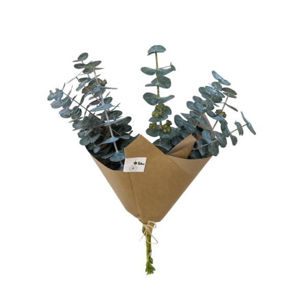 Imagen del producto Eucalipto fresco 1