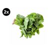 2X Espinaca