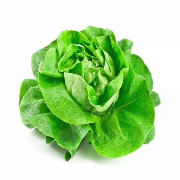 Imagen del producto Lechuga Hidroponica Española Mayorista 1