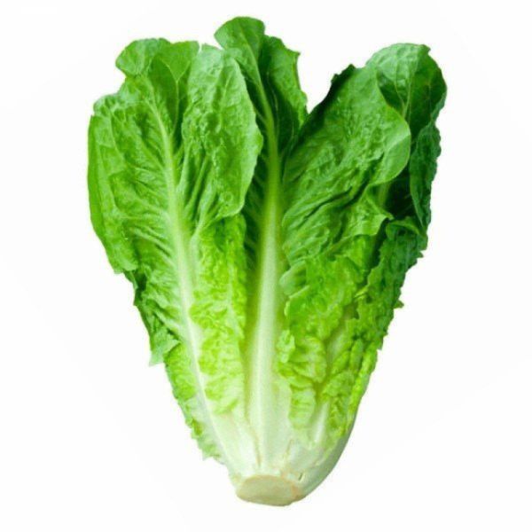Imagen del producto Lechuga Costina Mayorista 1