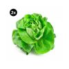 2X Lechuga Hidroponica Española