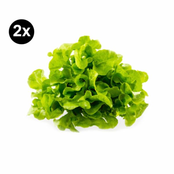 Imagen del producto 2x Lechuga Hidropónica Roble 1