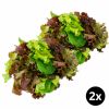 2x Mix  de  Lechugas Hidroponicas