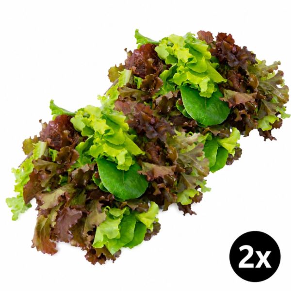 Imagen del producto 2x Mix  de  Lechugas Hidroponicas 1