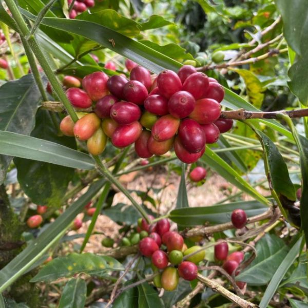 Imagen del producto Café de Especialidad Jeepao Colombia (Grano Molido) 2