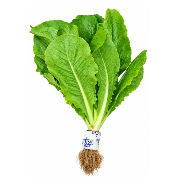 Imagen del producto Lechuga Costina Hidropónica