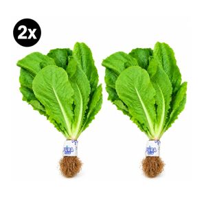 2x Lechuga Costina Hidropónica 2 un