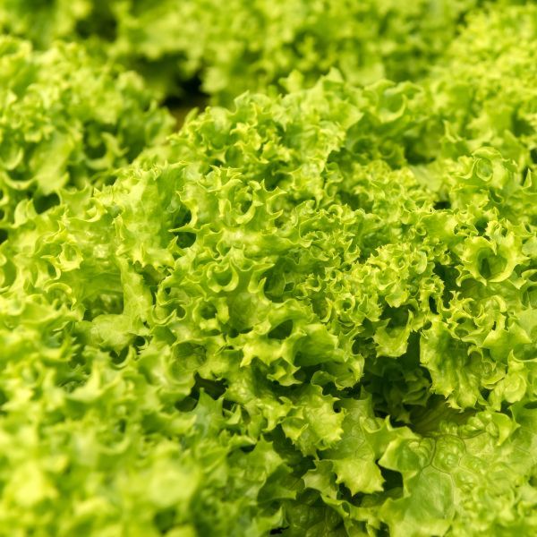 Imagen del producto 2x Lechuga Hidropónica Lollo Bionda 2