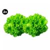 2x Lechuga Hidropónica Lollo Bionda