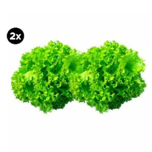 2x Lechuga Hidropónica Lollo Bionda 2 un.