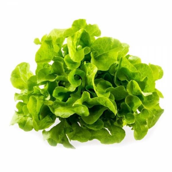 Imagen del producto Lechuga Hidropónica Roble 1